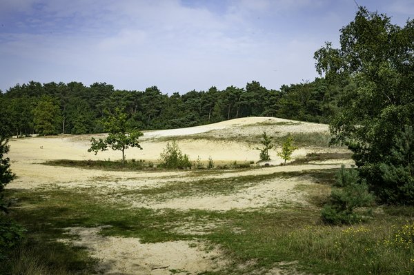 Les femmes dans le combat libre
